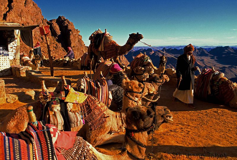 Camels on mount Sinai Egypt