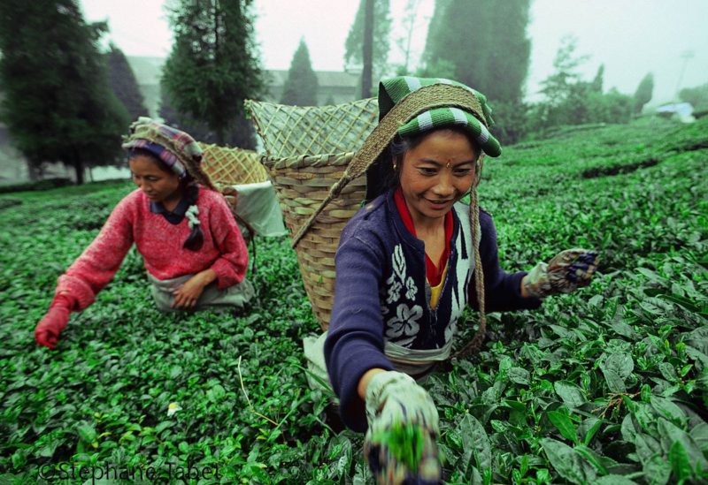 Women working in Darjeeling tea plantation