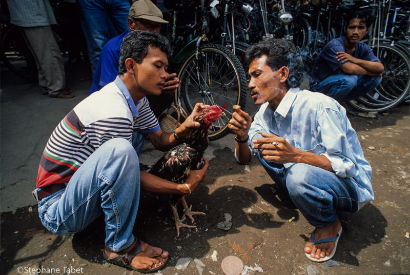 Men preparing cock fight Jogjakarta Indonesia