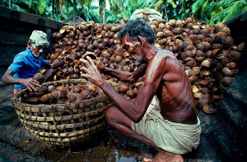 Men working with coconut in coir production India