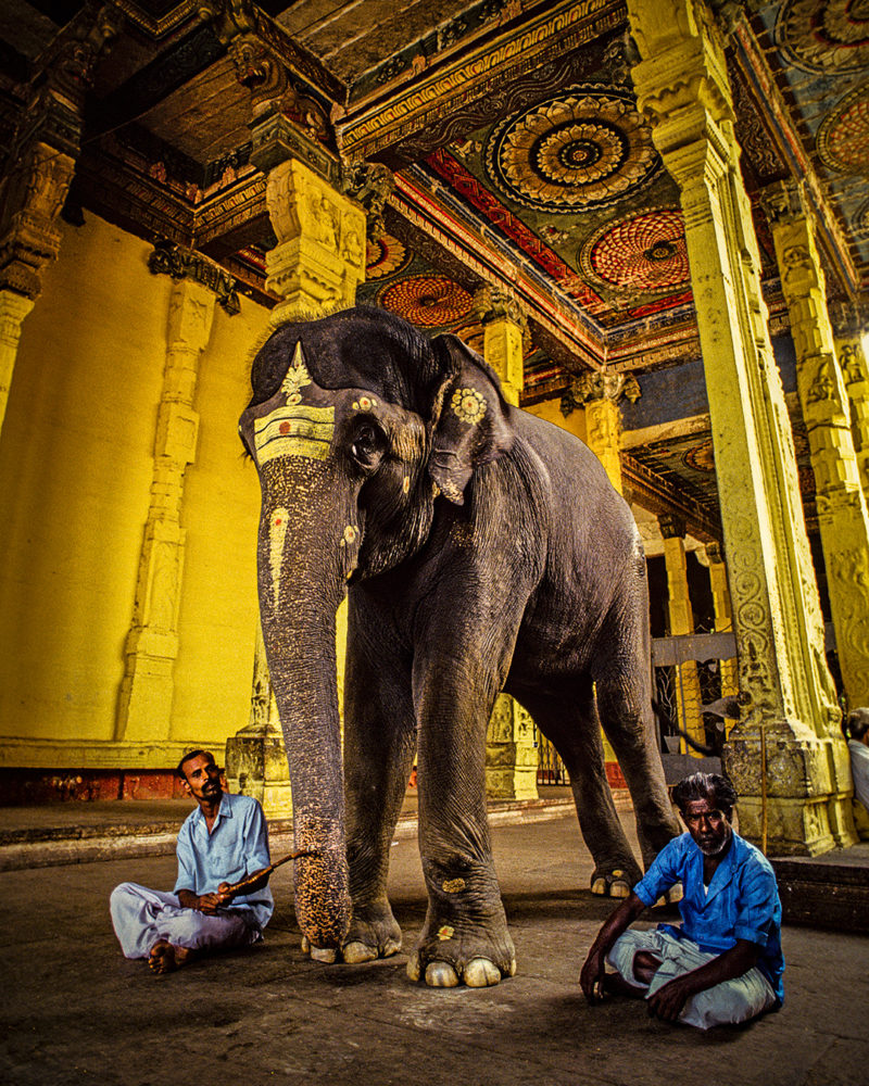 Elephant in temple